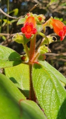 Gloxiniinae