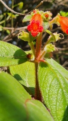 Gloxiniinae