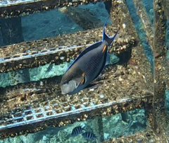 Acanthurus sohal