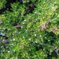 Escallonia serrata