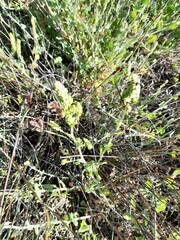 Manochlamys albicans