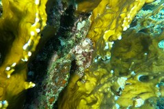 Scorpaenopsis barbata