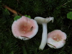 Russula betularum