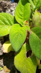 Gloxiniinae