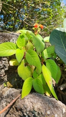 Gloxiniinae