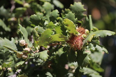 Andricus caputmedusae