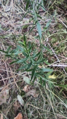 Genista germanica