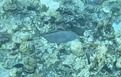 Caranx ruber