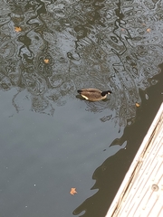 Branta canadensis