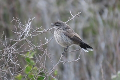 Cercotrichas coryphoeus