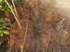 Fimbristylis polytrichoides