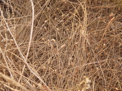 Fimbristylis polytrichoides