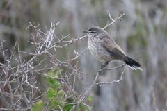 Cercotrichas coryphoeus