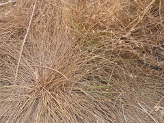 Fimbristylis polytrichoides