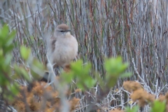 Cercotrichas coryphoeus