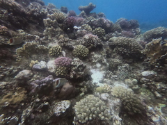 Chaetodon paucifasciatus