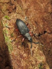 Aptolemus rufipes