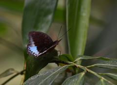 Lexias