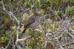 Cercotrichas coryphoeus