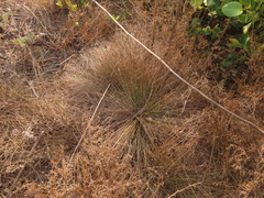 Fimbristylis polytrichoides