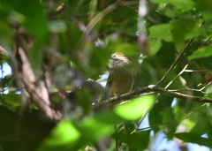 Alophoixus ochraceus