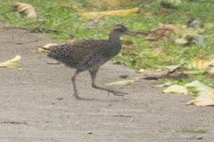 Gallirallus philippensis pelewensis