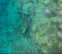 Cetoscarus bicolor