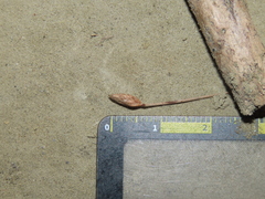 Fimbristylis polytrichoides