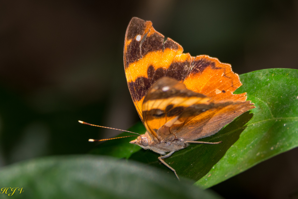 Epiphile hubneri from Guaraní, Misiones, Argentina on October 17, 2022