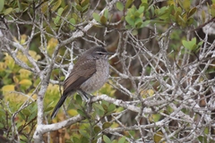 Cercotrichas coryphoeus