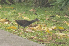 Gallirallus philippensis pelewensis