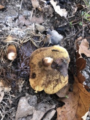 Suillus cavipes