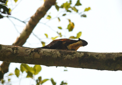 Ratufa bicolor