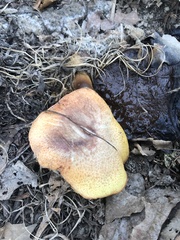 Suillus cavipes