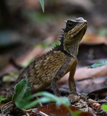 Acanthosaura phuketensis