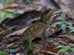 Acanthosaura phuketensis