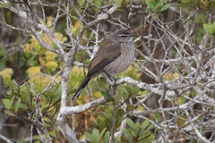 Cercotrichas coryphoeus