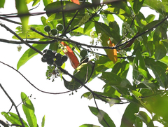 Chloropsis sonnerati