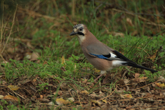 Garrulus glandarius
