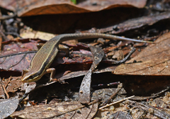 Eutropis macularia