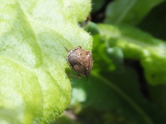 Eysarcoris guttigerus