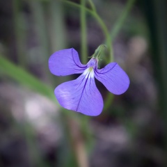 Lobelia tenuior