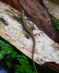 Sphenomorphus maculatus