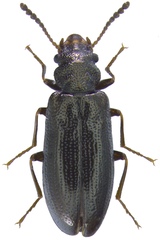 Rabocerus gabrieli