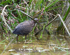 Ixobrychus flavicollis