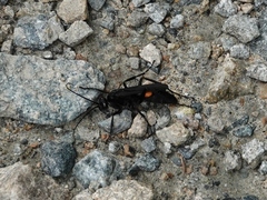 Anoplius samariensis