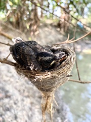 Rhipidura albicollis