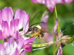 Eucera nipponensis