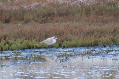 Charadrius marginatus marginatus