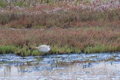 Charadrius marginatus marginatus